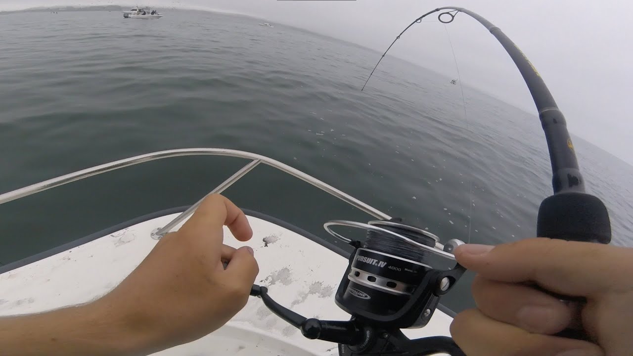 White Seabass and BIG! Halibut - Epic fishing in the Monterey Bay 