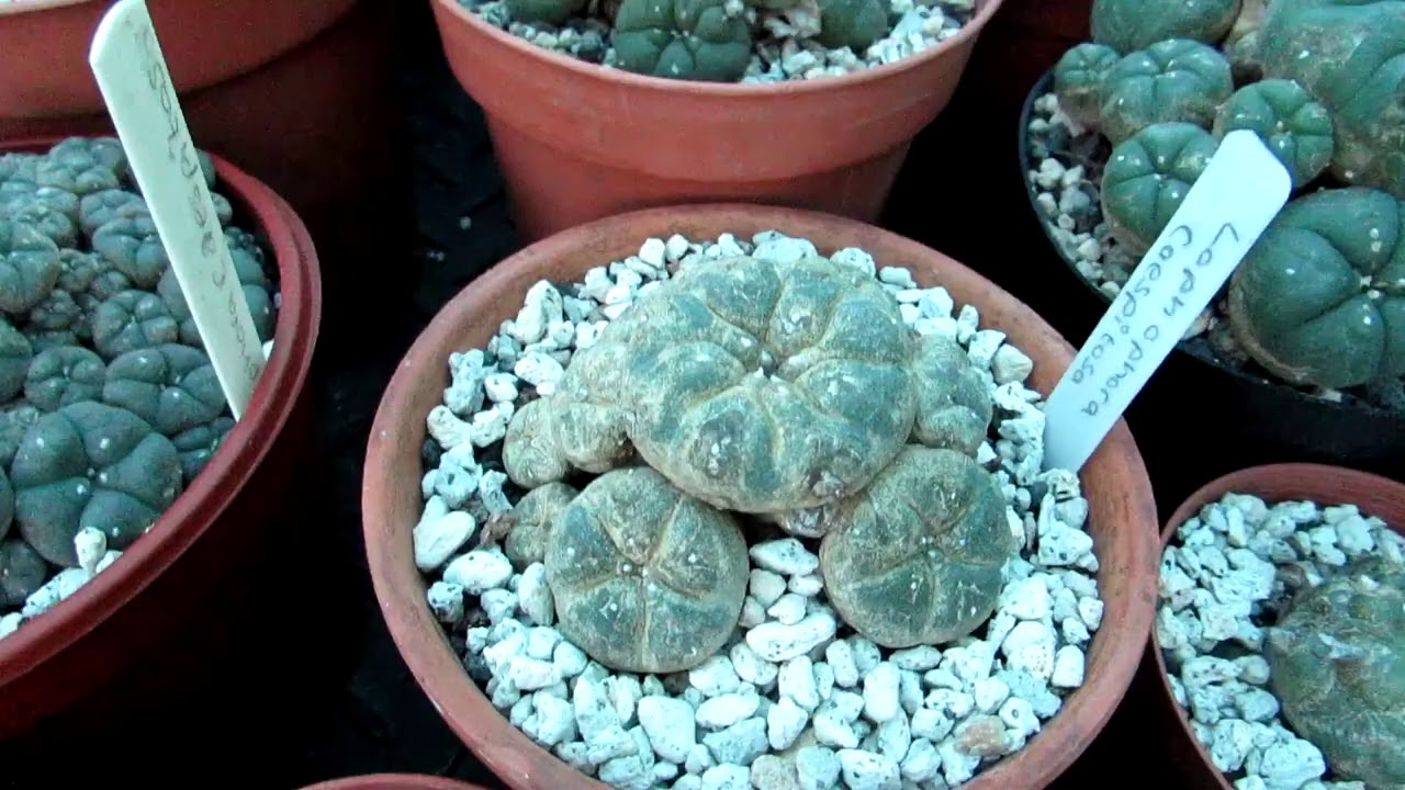 Treating Lophophora Cacti from Spider Mites with Neem Oil - Update