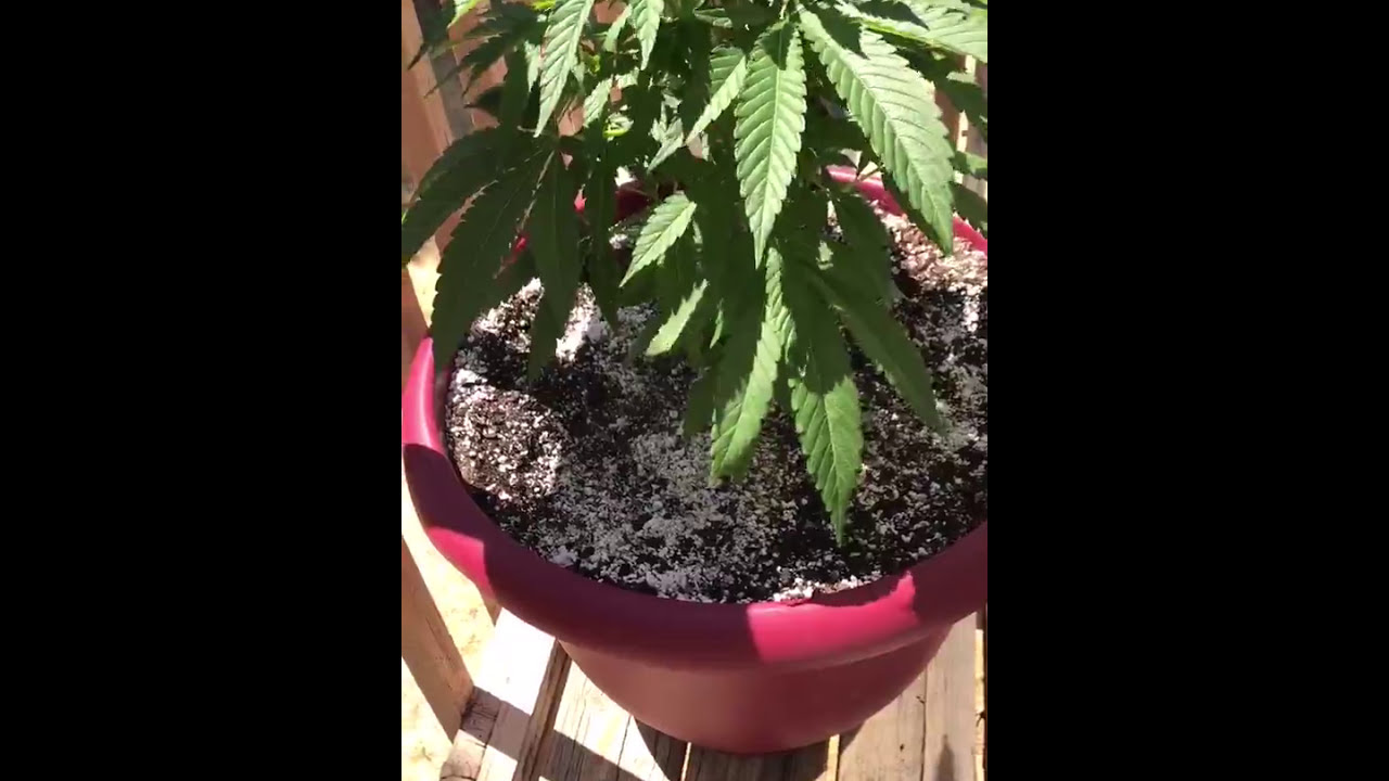 Is my weed plant male or female?