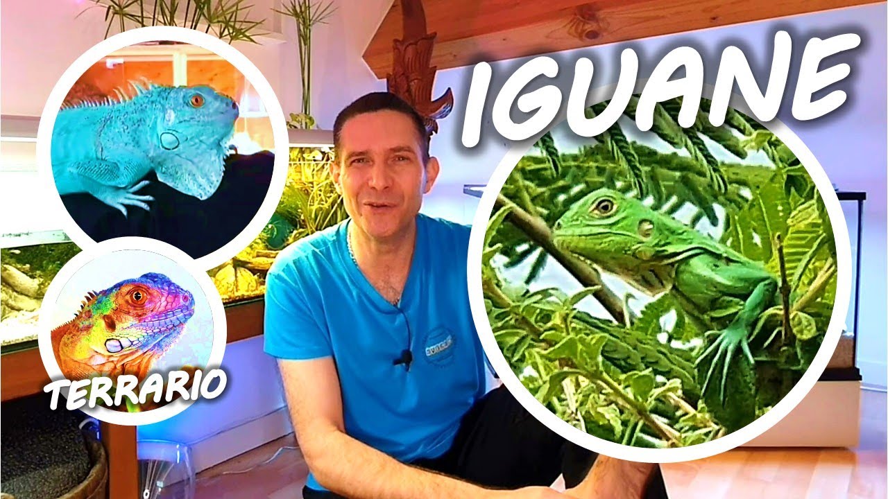 TUTO IGUANE avec celui de Pat l’oeil du Celte