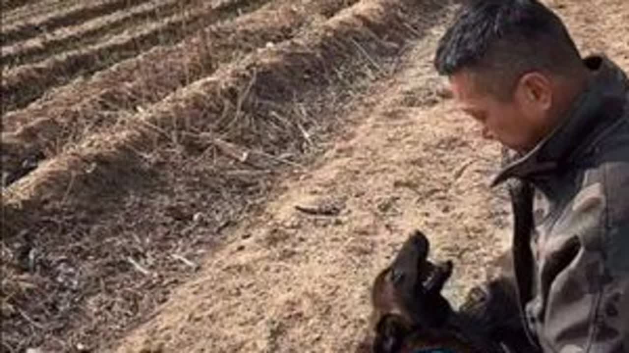@豆包大院 被人虐待的小马犬一只耳长大了！和豆包舅舅最亲！@豆包和他的流浪狗狗们 @乳山市豆包大院宠物用品店 @豆包媳妇 #流浪狗救助 #豆包大院流浪狗 #流浪狗不再流浪