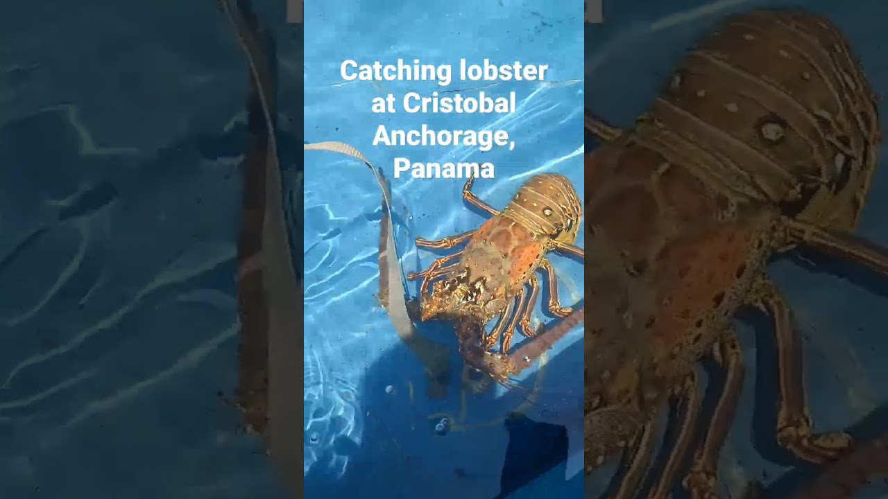 Catching lobster at Cristobal Anchorage, Panama. #lobster #wildlibster #atlanticocean