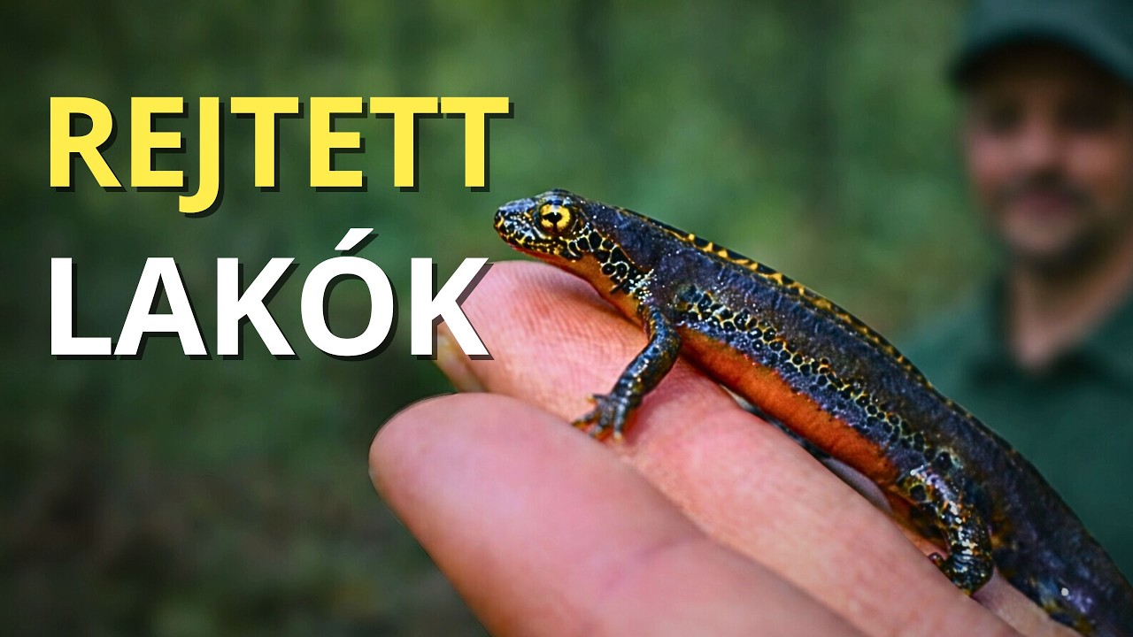 Így vizsgálják erdeink rejtett állatvilágát Magyarországon!