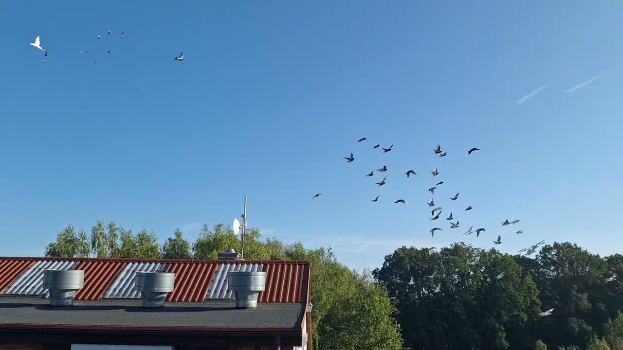 Lot nr 1 Młode   24.08.2024  lazurowe niebo  siadło 56 na x