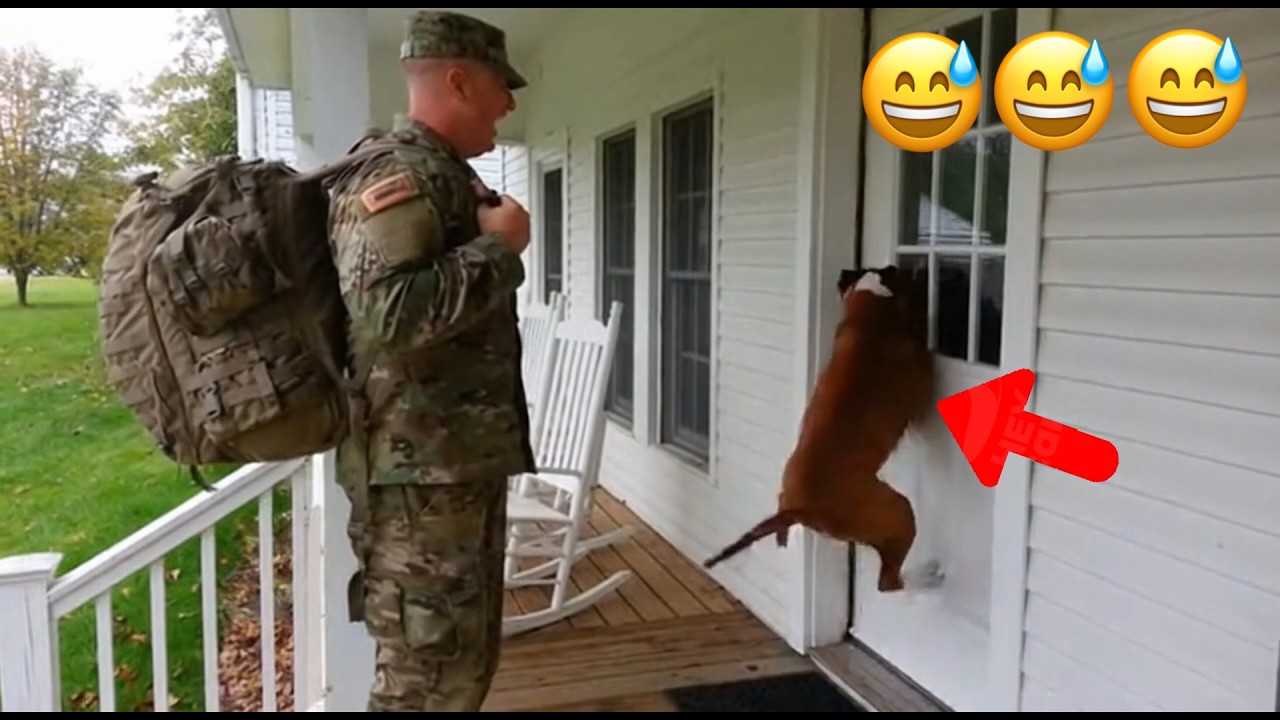 😂😂 I'm Dancing! My Soldier Master's Home at Last!#dog