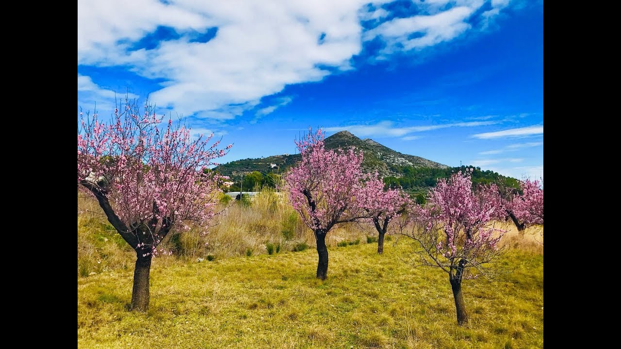Feslalí