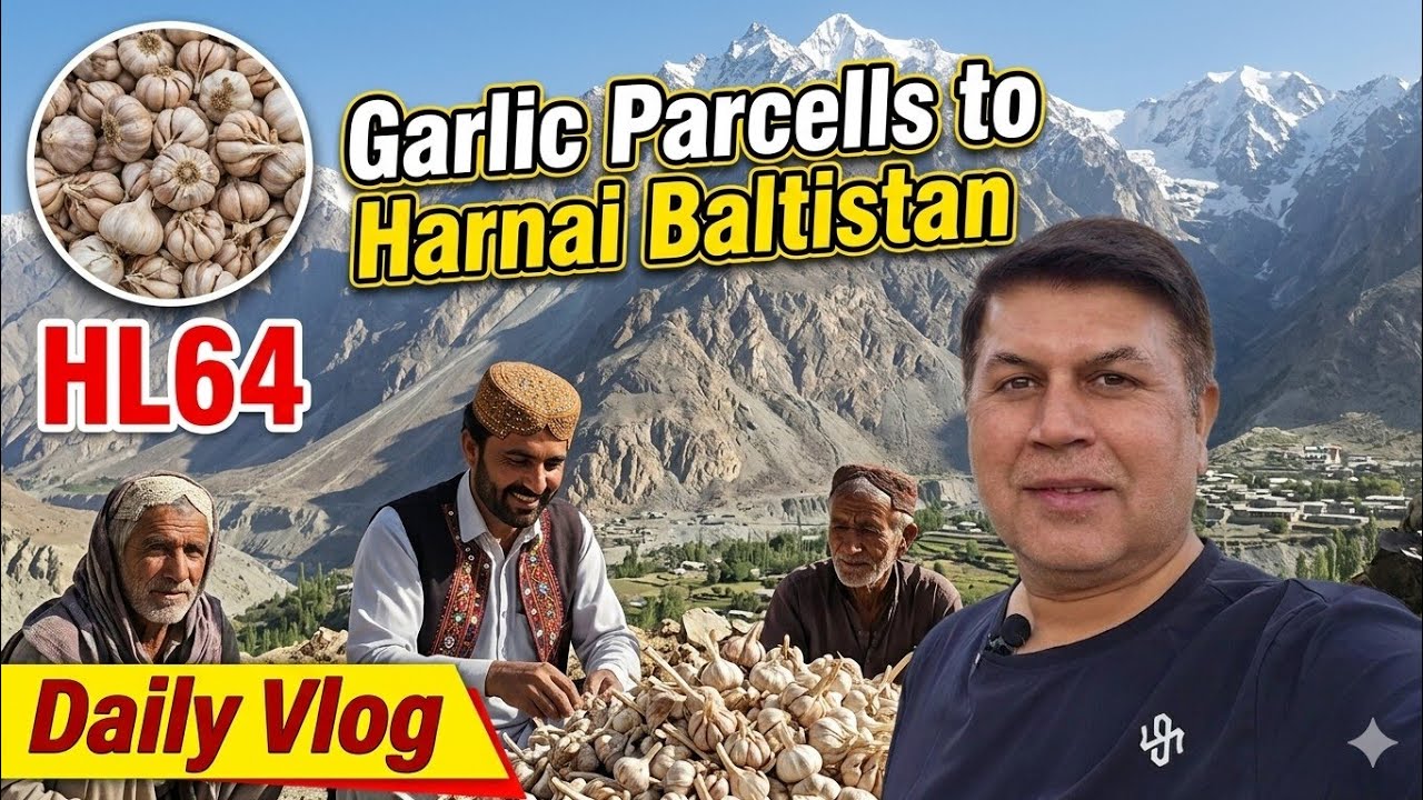 Garlic Parcells to Harnai Balochistan HL64