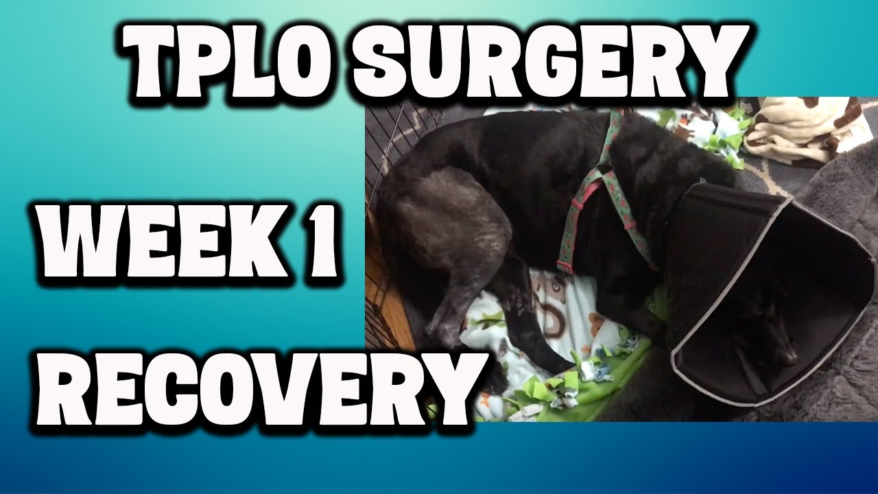 TPLO Surgery - Week 1 Recovery