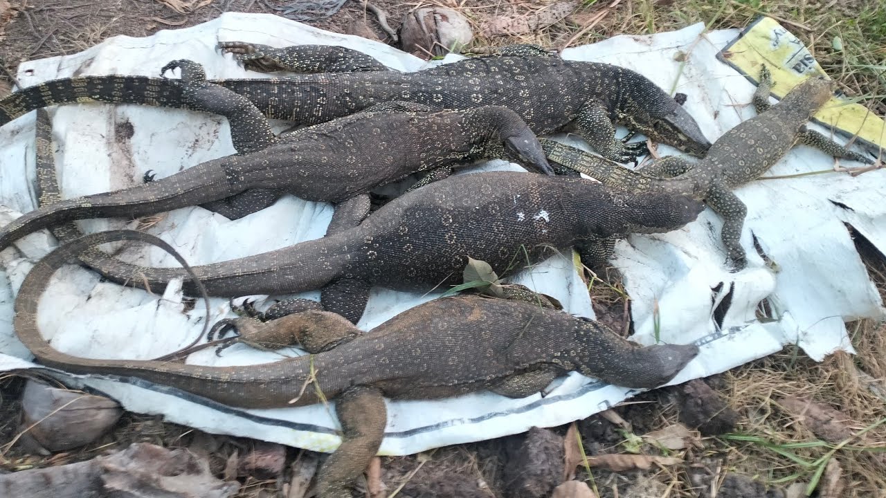 Cara Membasmi Biawak Nakal #Basmibiawak #RacunBiawak #Racunhama #Racun
