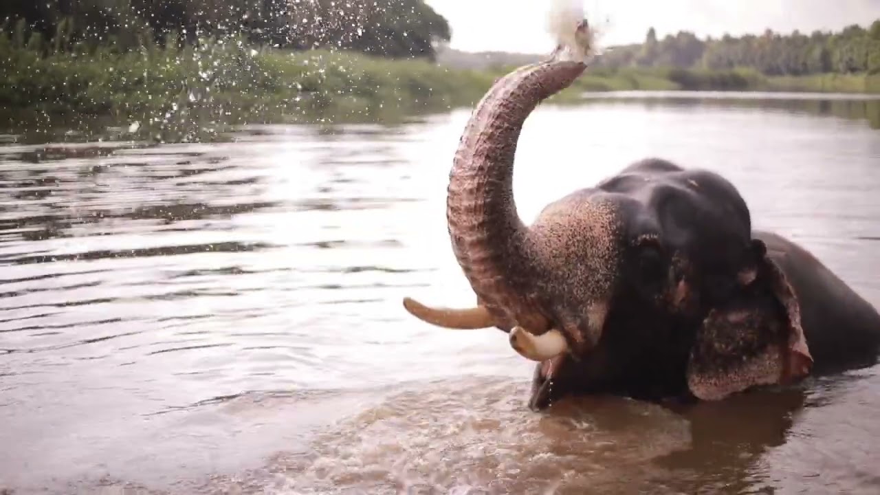 River Animals 