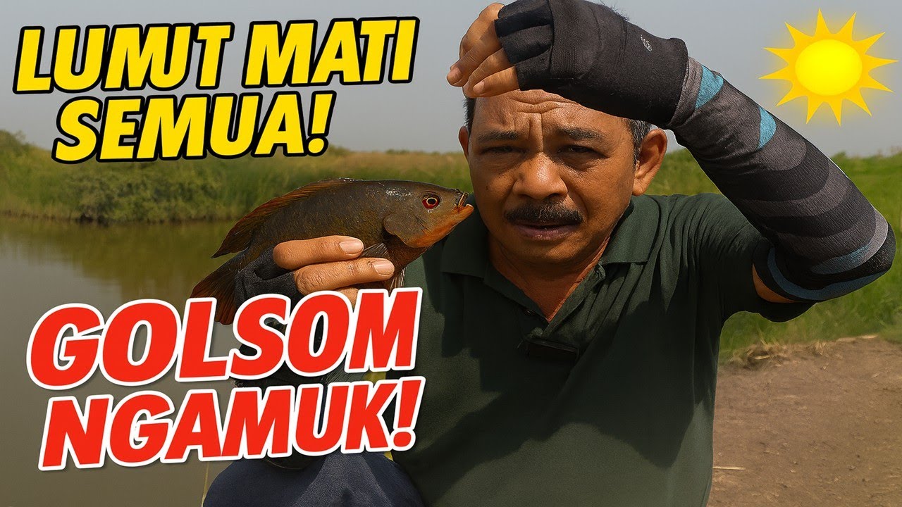 Lumut Mati Ganti Pelet, Malah Diserbu Golsom