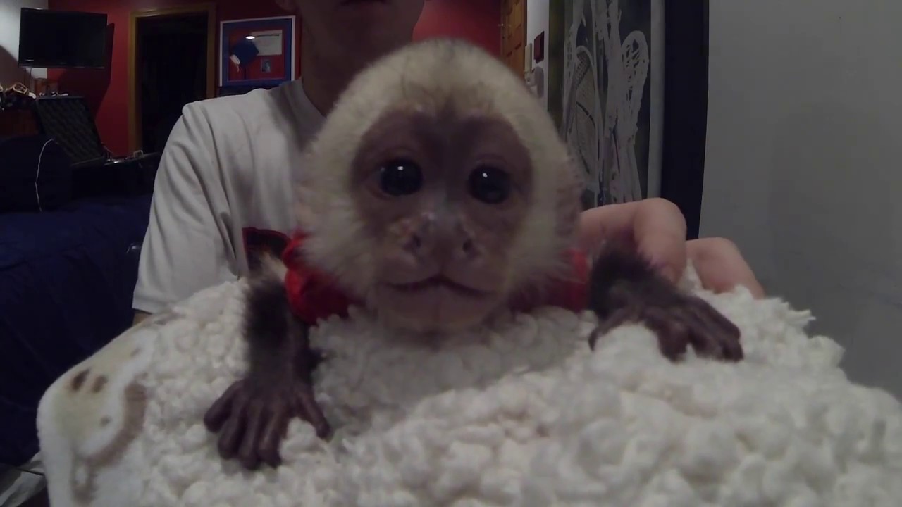 Baby capuchin monkey loves applesauce!!