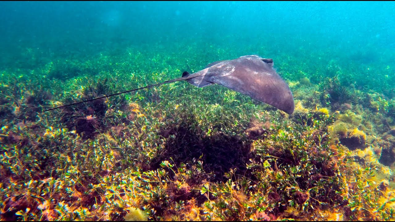Snorkeling at Point Peron, Western Australia.