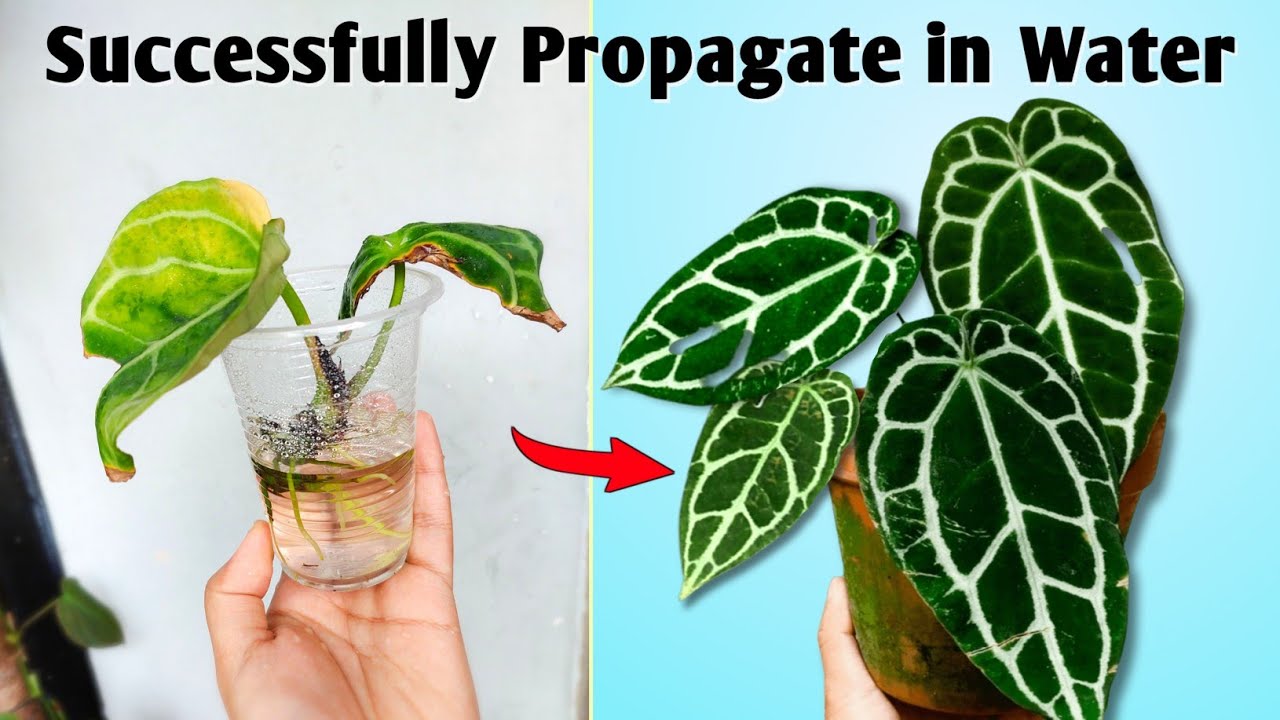 How to Propagate Anthurium From Cutting in Water // Anthurium Plant Propagation