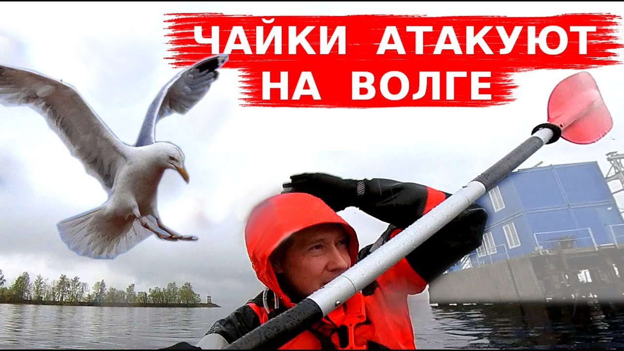 Чайки атакуют байдарку! Одиночный сплав. Волга. Иваньковское водохранилище. Гарпун 4.5. Май 2021.
