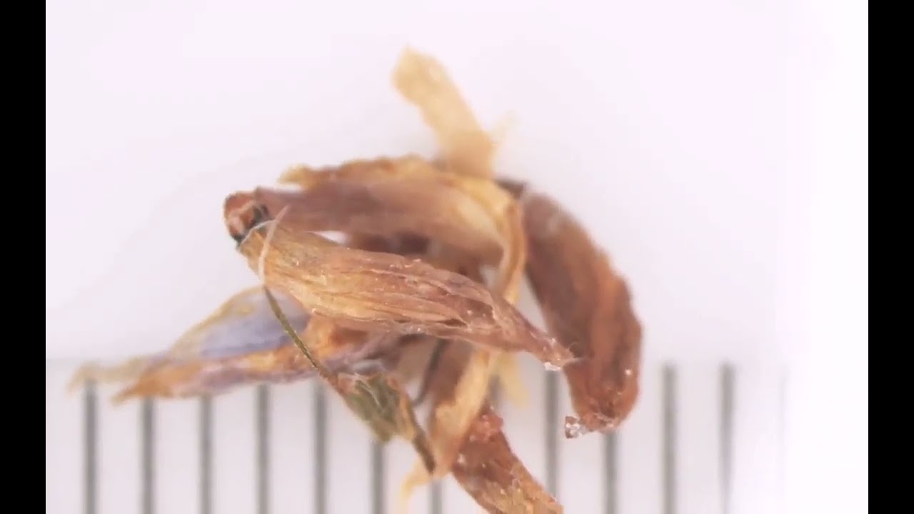 Coleophora larvae
