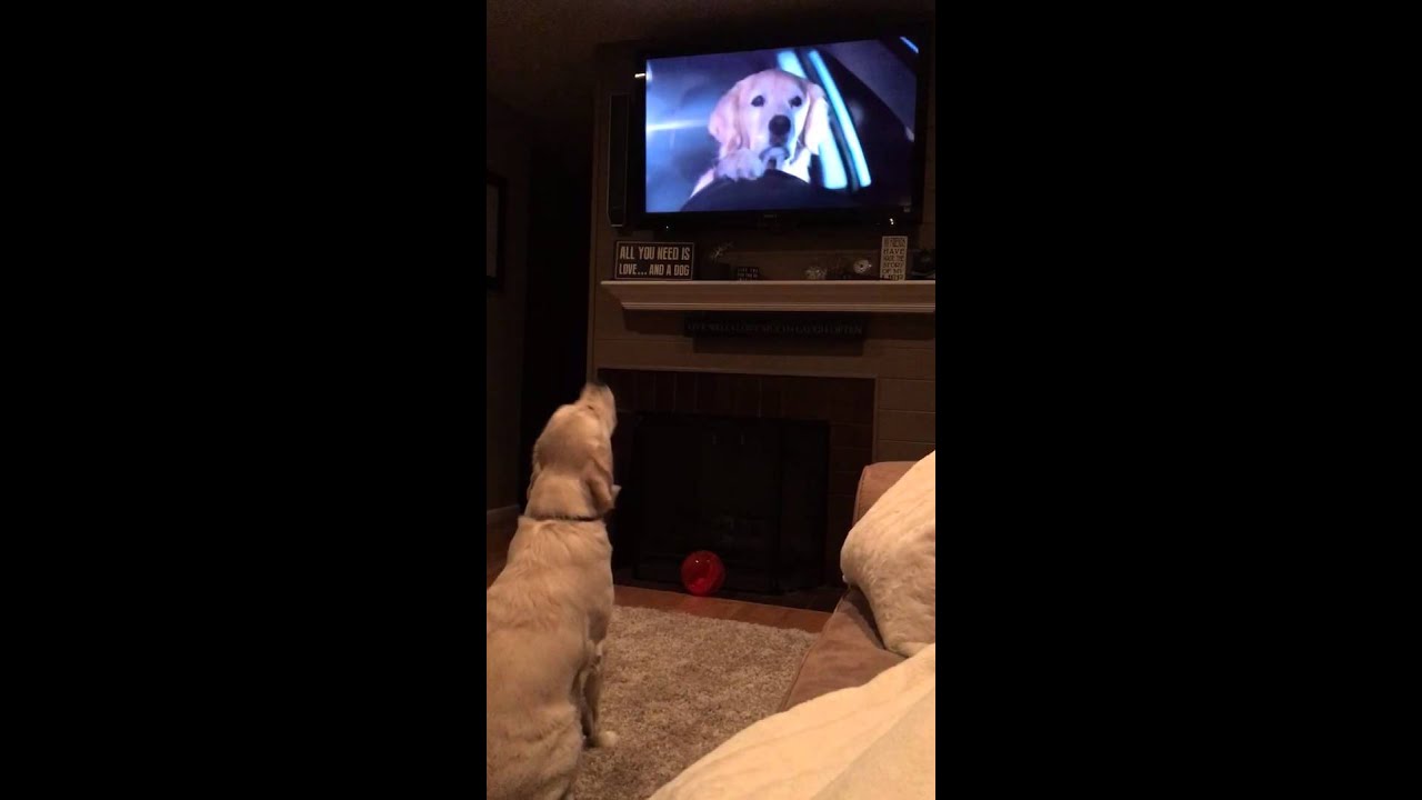 Dog loves Subaru Dog commercial!