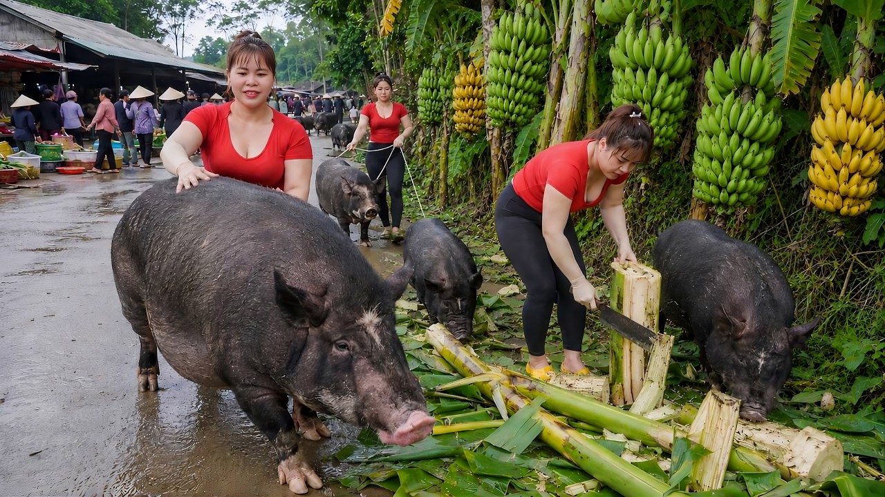 100KG Pig Harvest After 6 Months | Selling at Market and Buying Piglets