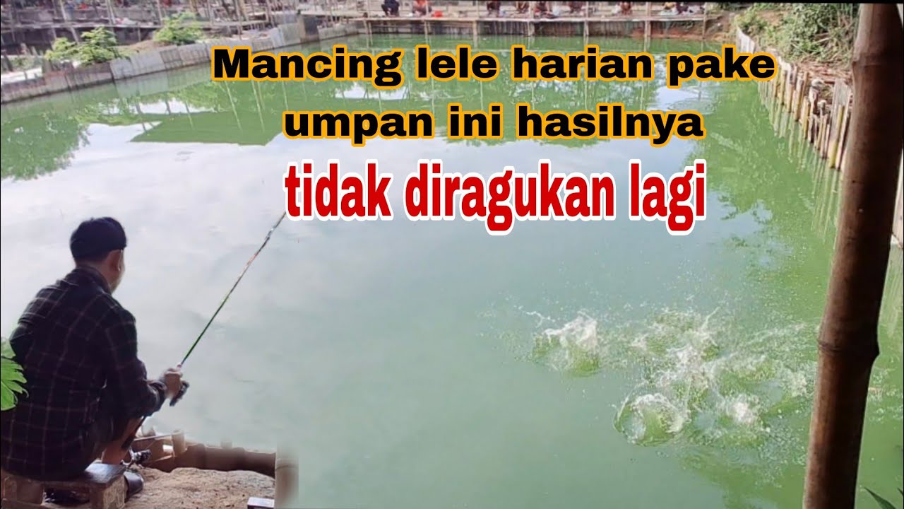 Mancing lele harian pake umpan ini hasilnya tidak diragukan lagi