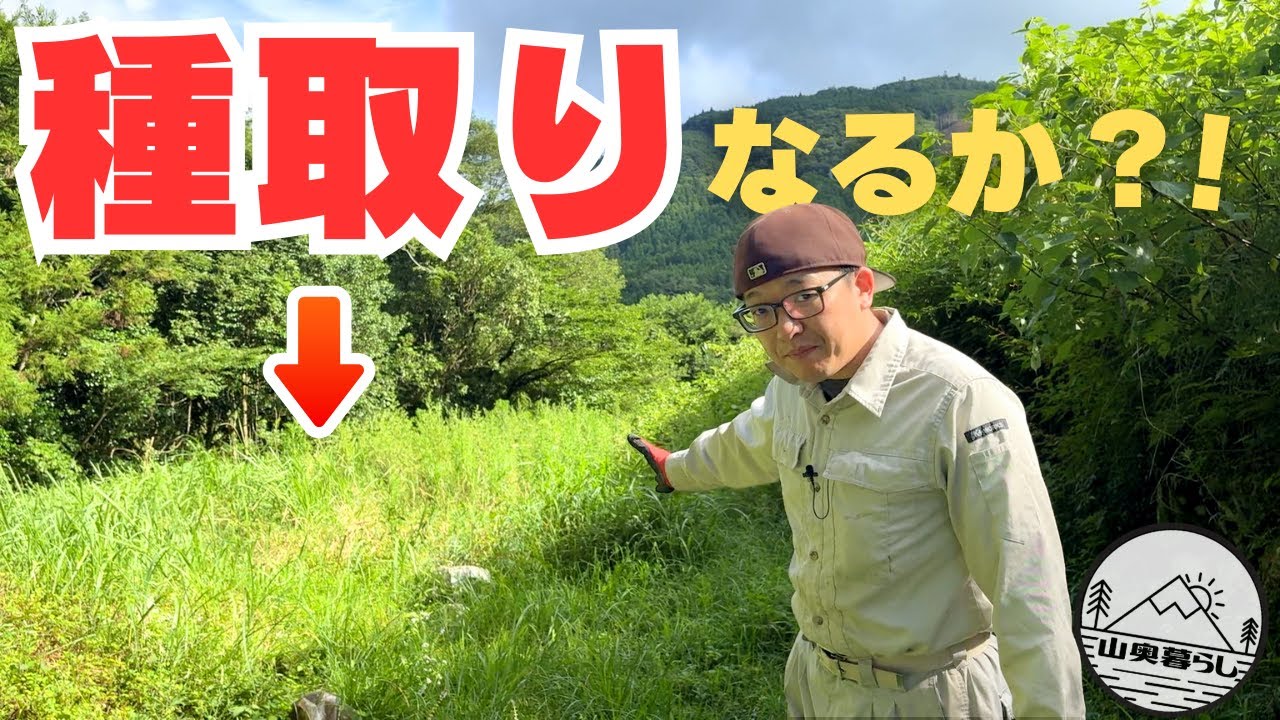 草ぼうぼうの畑からソラマメの種は取れるのか？！