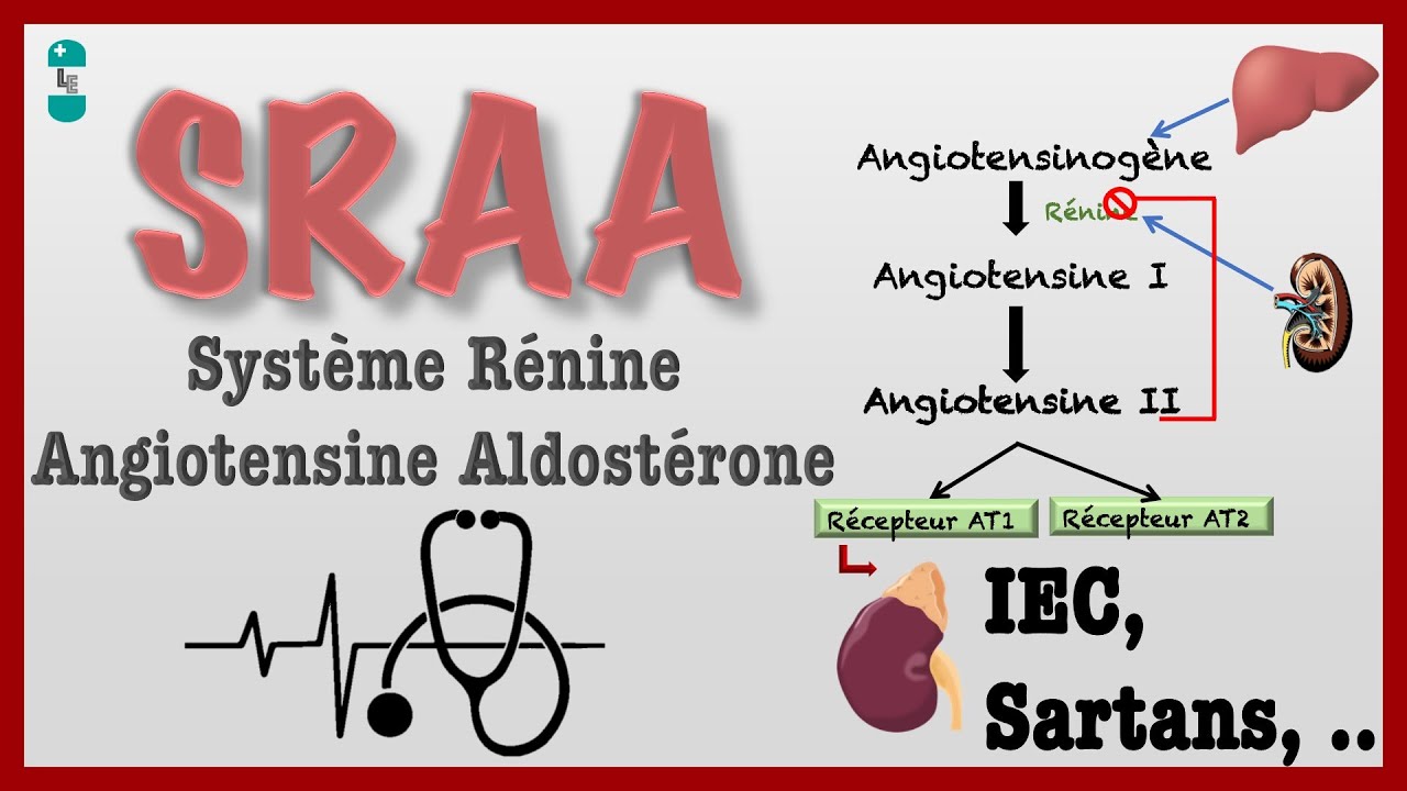 Syst&egrave;me R&eacute;nine Angiotensine Aldost&eacute;rone SRAA et ses bloqueurs : IEC, Sartans