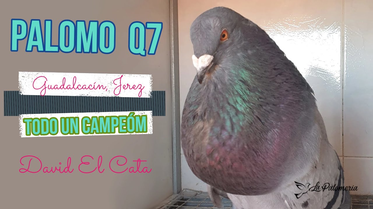 Palomos Ladrones Q7 todo un Campeón