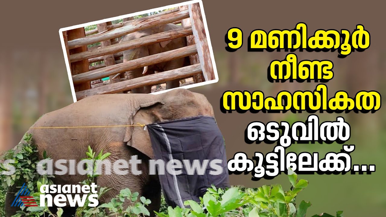 കാട്ടുകൊമ്പനെ കൂട്ടിലാക്കിയ കാഴ്ച; പുലർച്ചെ 5 മണി മുതൽ സംഭവിച്ചതെല്ലാം