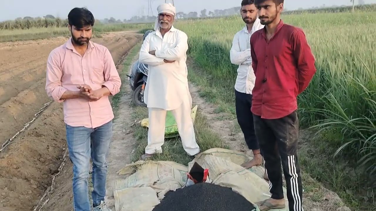 गन्ना बुवाई में बेसल डोज और उसके डालने का तरीका #up12kaganna 