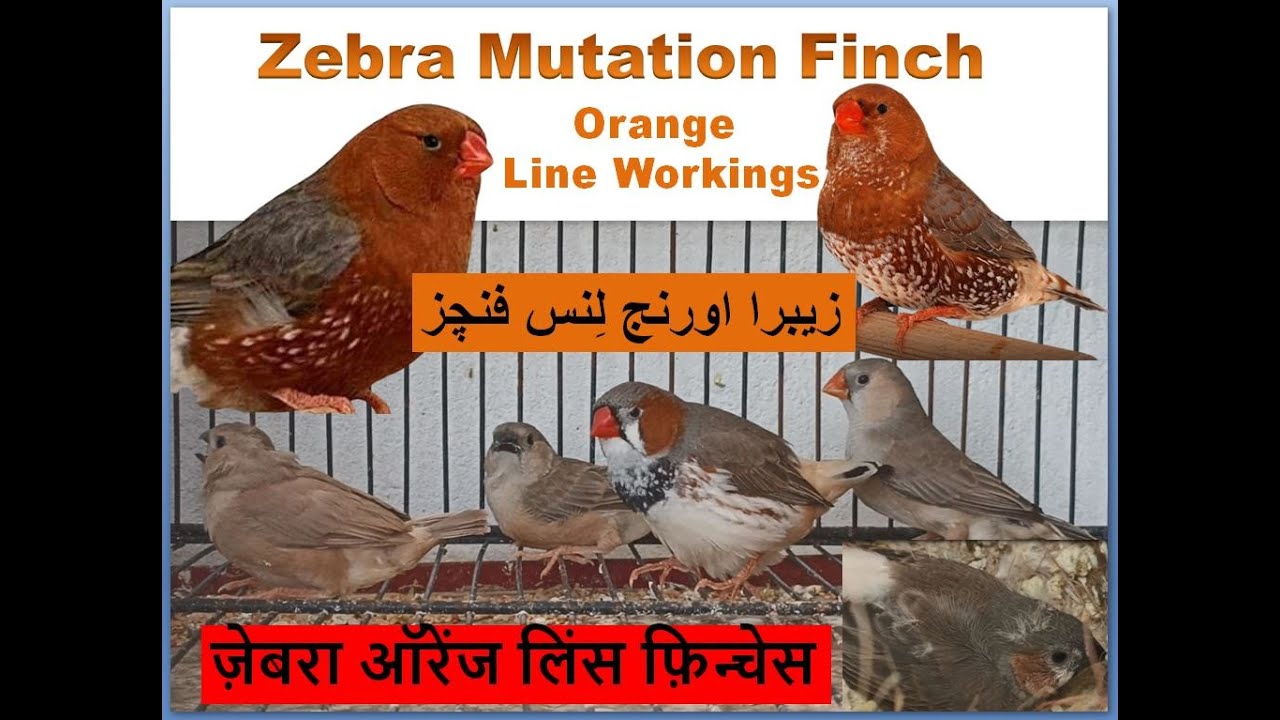 Zebra Mutation Finch Orange line | Finches | | Birds | Birds Breeding | bird of paradise | all Birds