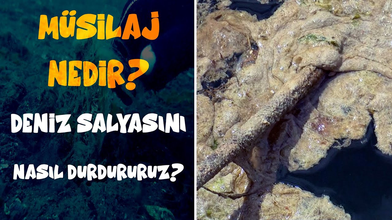 M&Uuml;SİLAJ NEDİR? DENİZ SALYASI HAKKINDA HERŞEY