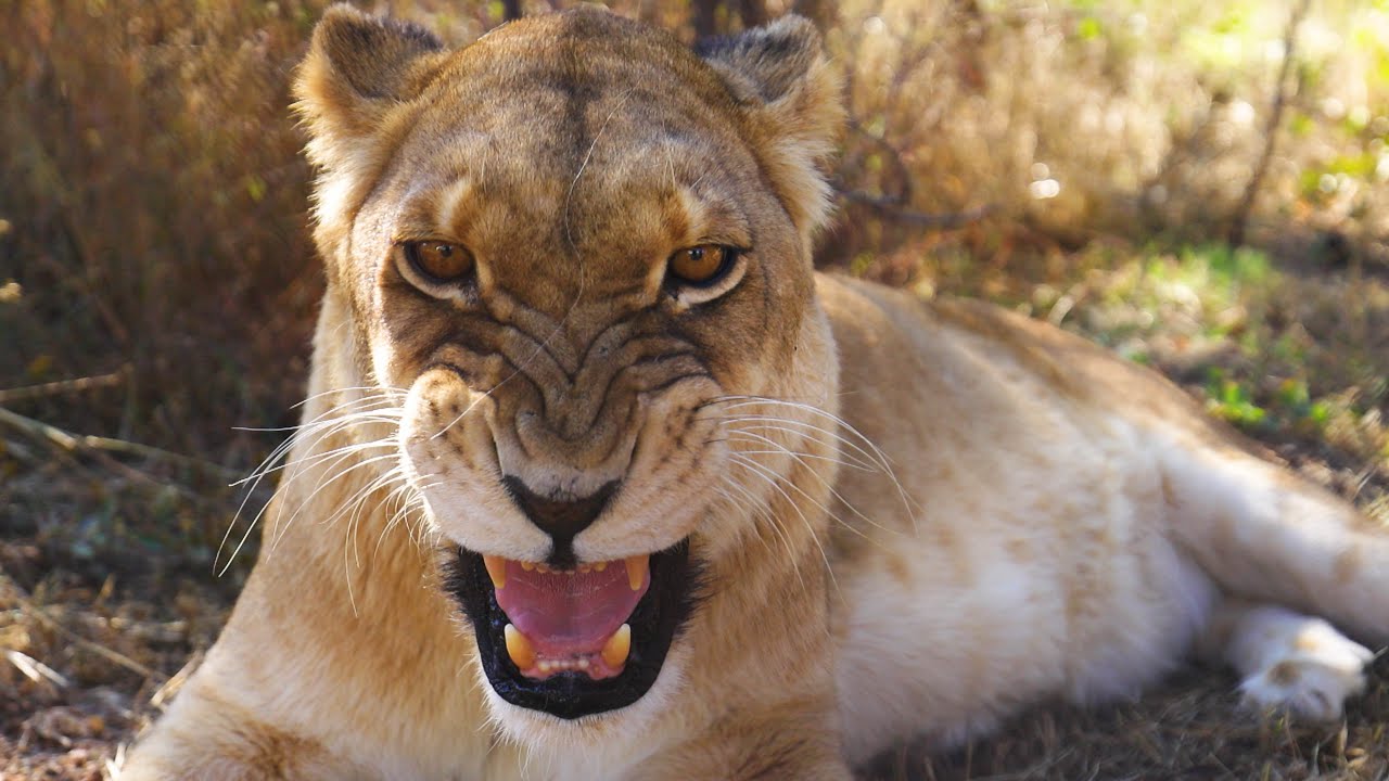 Why Do These LIONS Need a MANICURE? | The Lion Whisperer
