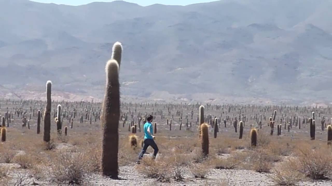 Los Cardones National park