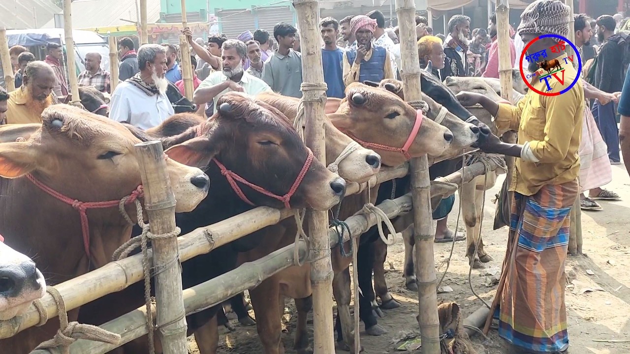 @ 27/02/2026 কোরবানী ঈদের জন্য ছোট ছোট ষাড় গরু কিনুন। পিংনা গরুর হাট। গরুর হাট TV । CowHatTV