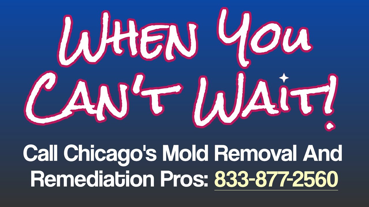 Mold Remediation Chicago | Chicago Mold Removal Hotline: 833-877-2560
