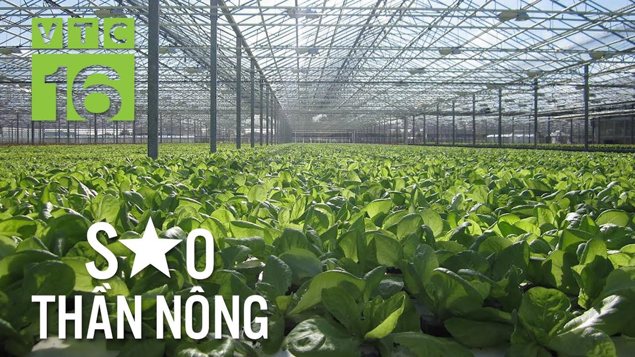 Trồng rau thủy canh: Đầu tư nhiều, thu lãi lớn | VTC16