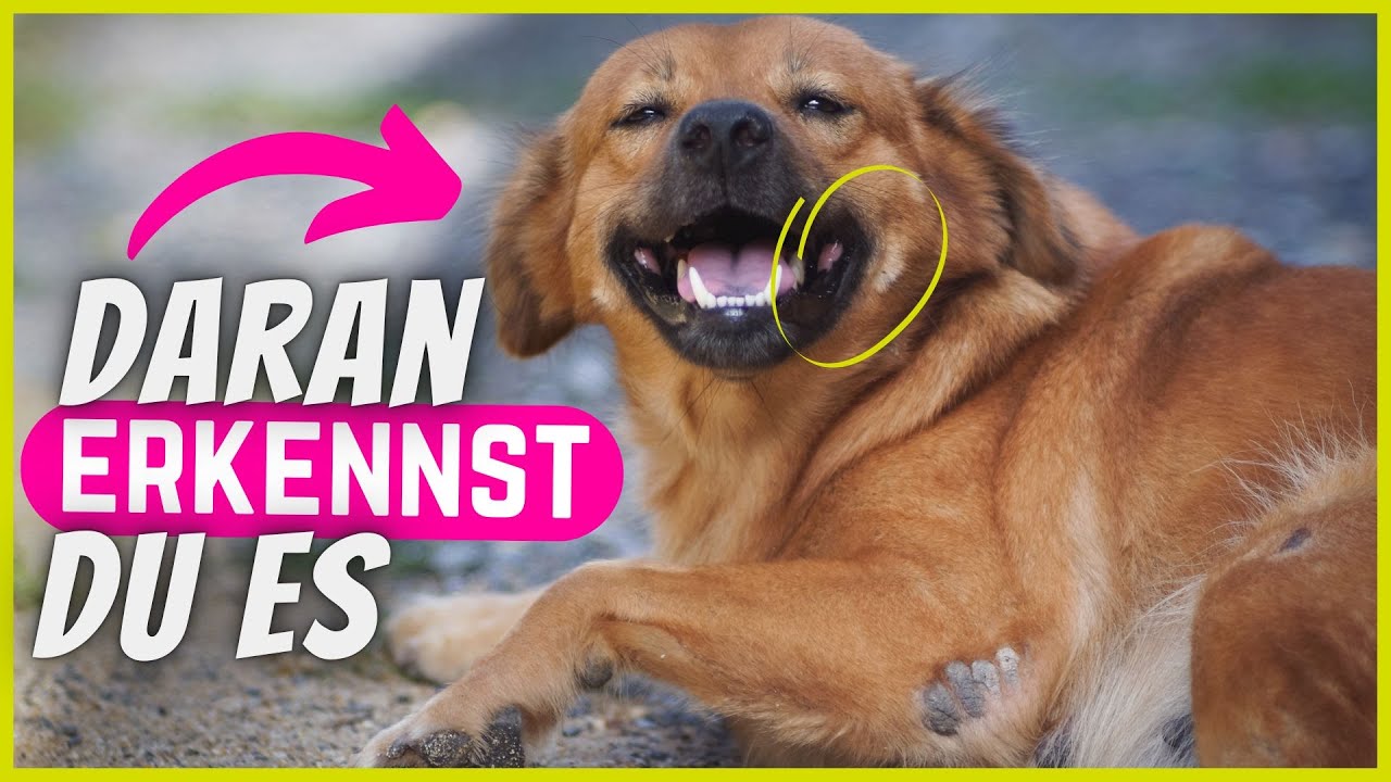 10 Anzeichen, dass dein Hund SEHR alt werden könnte!