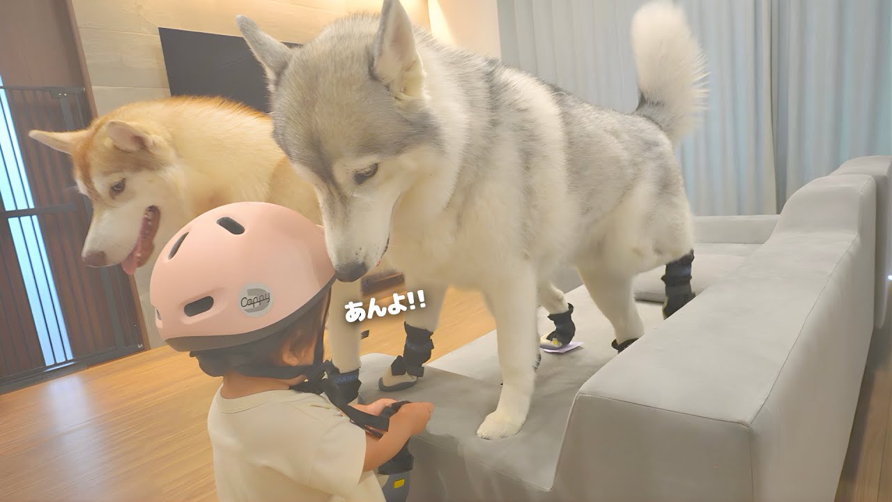 真面目な１歳児と渋々付き合う愛犬たちの防災訓練が可愛すぎました...笑