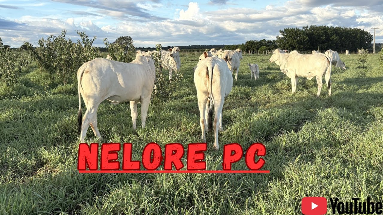 O que significa NELORE PC!?