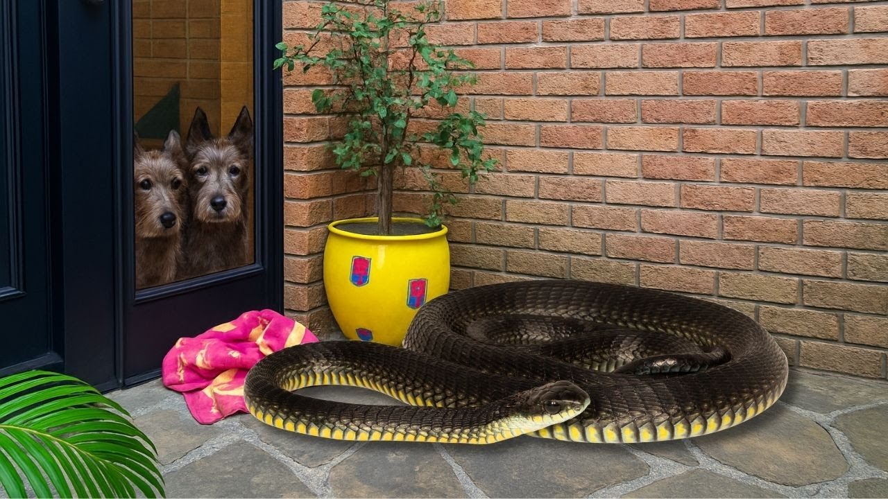 Deadly Snake At Her Door