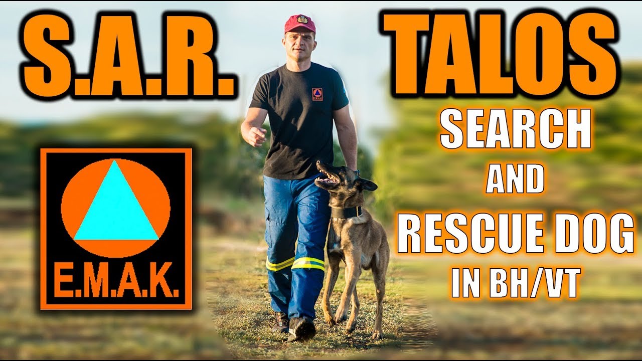 Σκύλος Έρευνας και διάσωσης | EMAK Search and Rescue Dog Talos at BH/VT examination