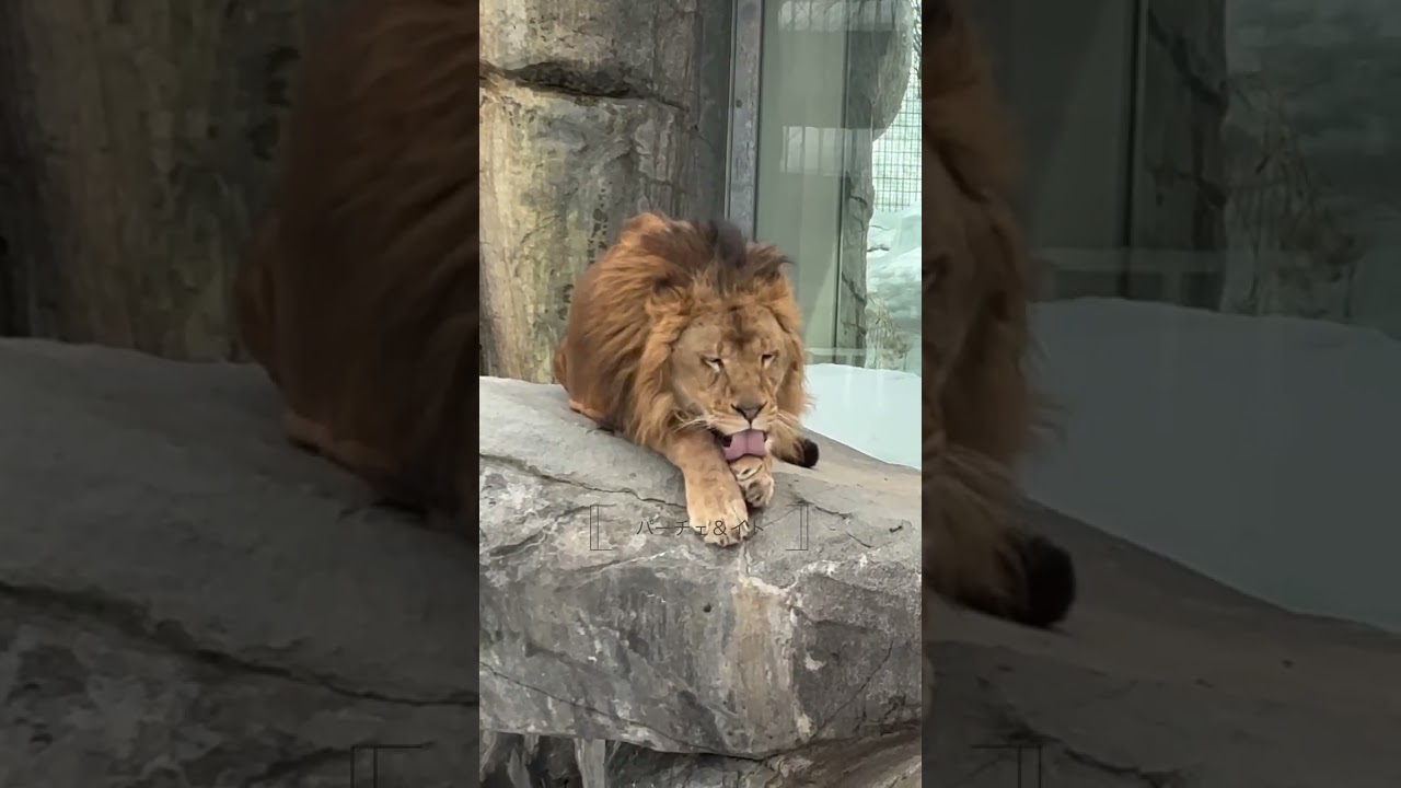 円山動物園ライオンパーチェ咆哮2026.2
