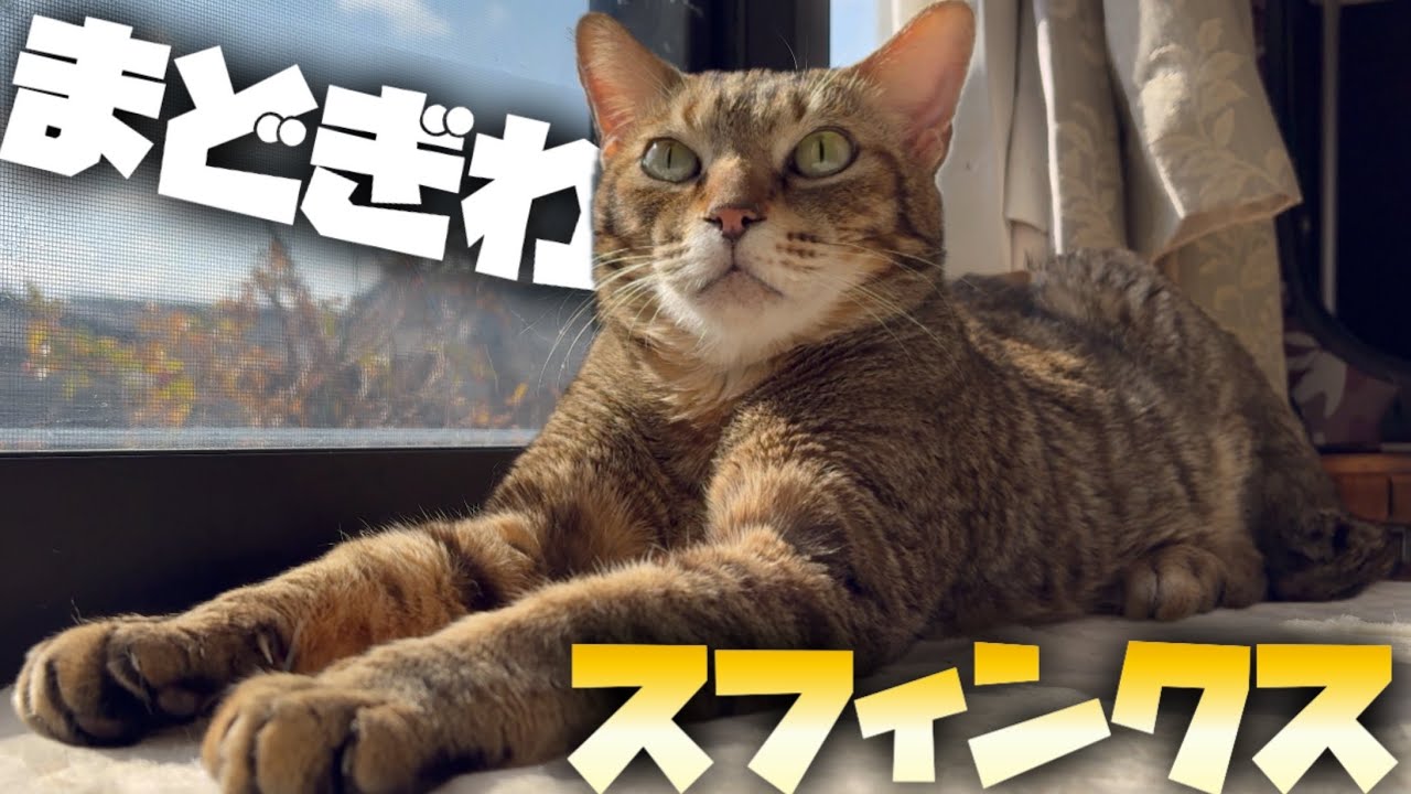 【元保護猫】なんてことない日曜日の過ごし方