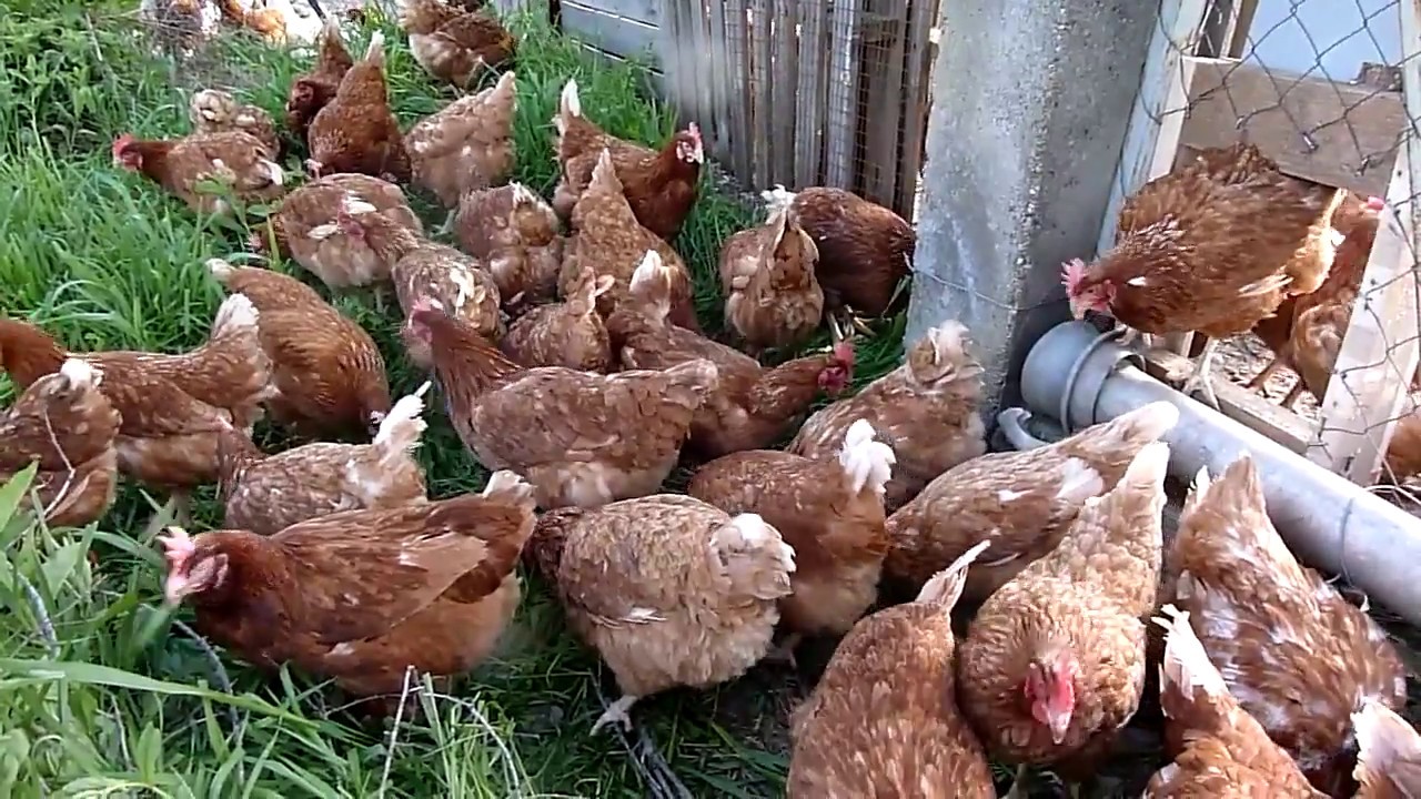 &Kappa;ό&tau;&epsilon;&sigmaf; &Epsilon;&lambda;&epsilon;&upsilon;&theta;έ&rho;&alpha;&sigmaf; &Beta;&omicron;&sigma;&kappa;ή&sigmaf;-Free Range Chicken Farm (AGROKTIMA ANASTASIADI - SAMPSON EGGS)