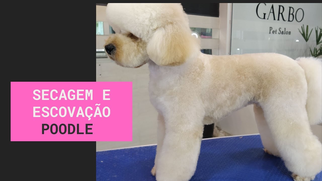 Como Escovar a pelagem do cão no banho e tosa
