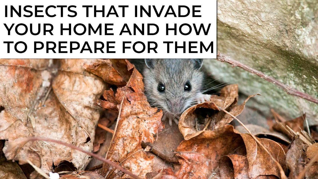 Insects That Invade Your Arizona Home in Colder Weather | Patriot Pest Control