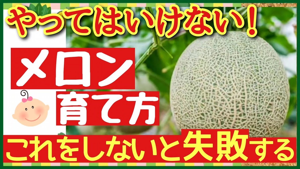 【超重要！メロンの基本】甘〜いメロンを収穫する最強の秘策とは♪初心者にも分かるメロンの育て方