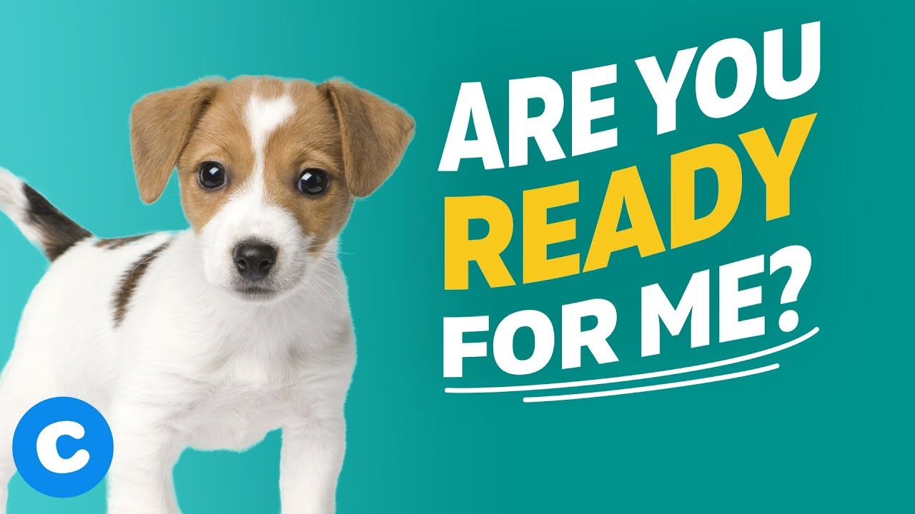 Bringing Home a New Puppy: 9 Things to Expect | Chewy