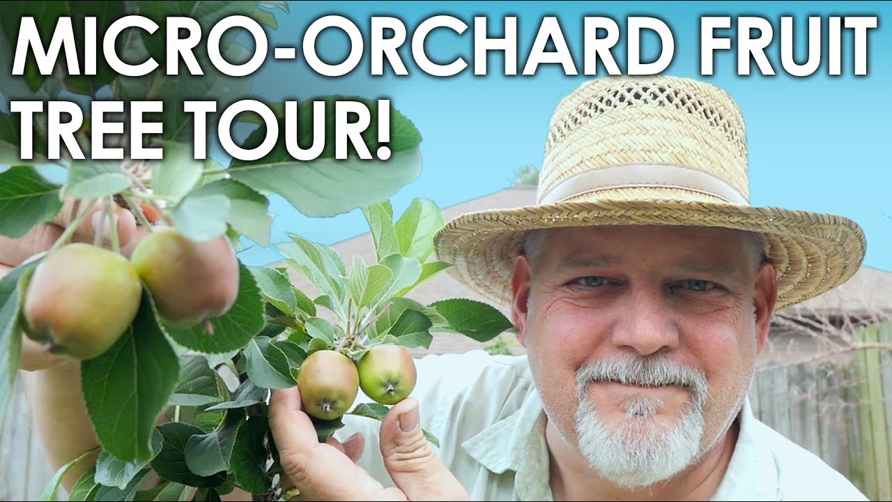 Micro-Orchard Fruit Tree TOUR, 3 Year Fruit Update || Black Gumbo