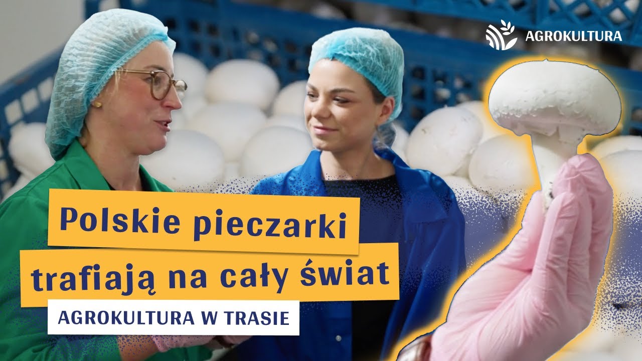 Jak rosną pieczarki w Polsce? | 21 Agrokultura w trasie