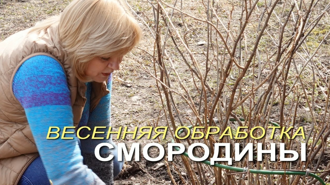 Формировка, обработка и подкормка СМОРОДИНЫ весной! Советы от ЗЕЛЕНОГО ОГОРОДА!